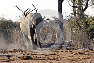 African elephant in Savute