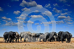 African elephant, Savuti, Chobe NP in Botswana.