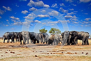 African elephant, Savuti, Chobe NP in Botswana. Wildlife scene from nature, elephant in habitat, Africa. Elepahnt herd group near