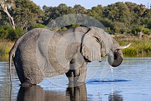 African Elephant - Savuti region of Botswana