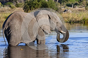 African Elephant - Savuti region of Botswana