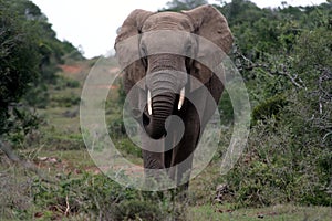 African Elephant Scenting Air