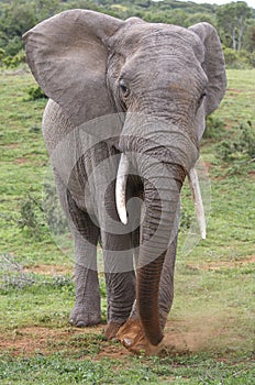 African Elephant Scraping Grass Together to Eat