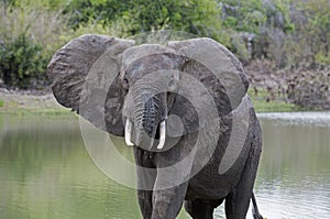 African Elephant, Selous game reserve, Tanzania