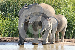 African Elephant Siblings