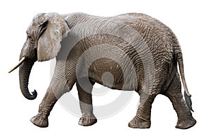 African Elephant Side View Isolated on White