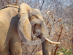 African elephant side view in national park in zambia