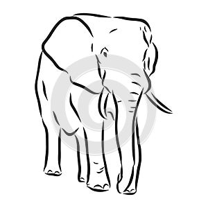 african elephant silhouette - freehand on a white background, vector illustration