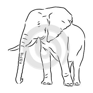 african elephant silhouette - freehand on a white background, vector illustration