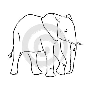 african elephant silhouette - freehand on a white background, vector illustration