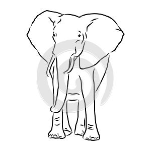 african elephant silhouette - freehand on a white background, vector illustration