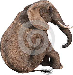 African Elephant Sitting, Resting, Isolated