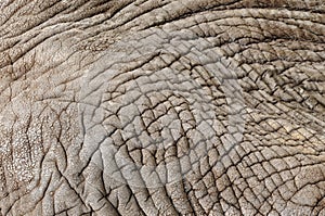 African elephant skin