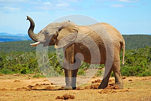 Un elefante fragrante 
