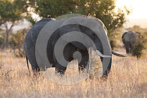 African elephant, South Africa