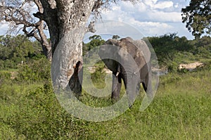 African Elephant in South Africa photo