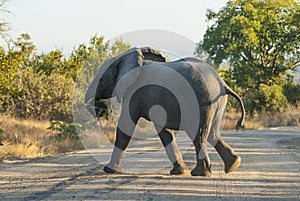 African elephant, South Africa