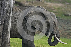 African Elephant in South Luangwa National Park, Zambia