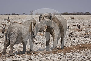 African Elephant sparring at a waterhole in Etosha National Park