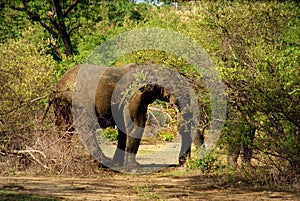 African elephant spotted in Mole National Park,Ghana