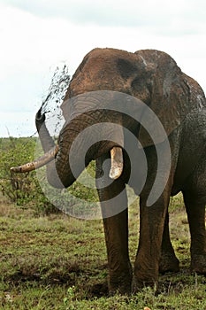 African Elephant Spraying Mub