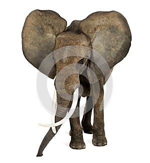 African elephant standing, ears up, isolate