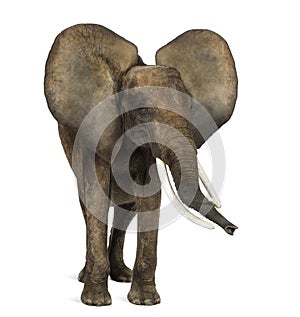 African elephant standing, ears up, isolated
