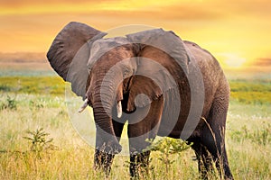 African elephant standing in grassland at sunset