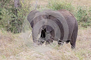 African elephant standing in long grass in the Masai Mara, Kenya