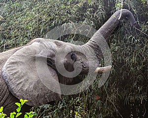 an elephant standing next to tall green trees with a white string photo