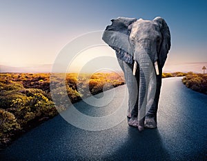 African elephant standing on tar road