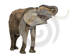 African elephant, standing, trunk up