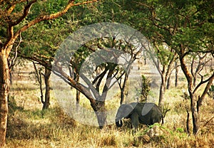 African elephant standing under shade of trees