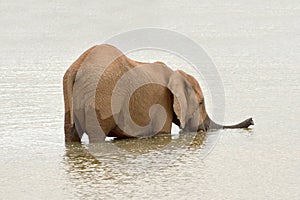 African elephant standing in water hole