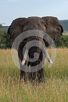 African elephant stands facing directly towards camera