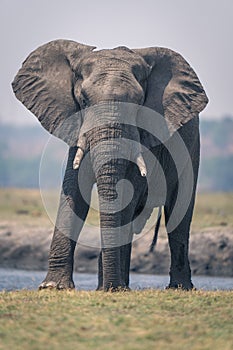 African elephant stands on grass beside river
