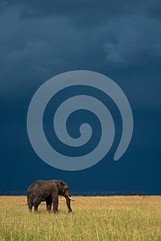 African elephant stands in grass under stormclouds photo