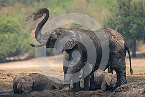 African elephant stands squirting earth over back