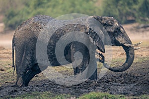 African elephant stands squirting mud on belly