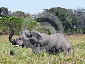 African elephant stands in tall grass with its trunk up.