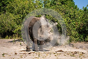 African elephant stands tossing sand over itself photo