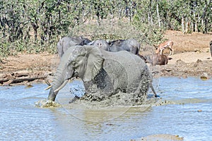 African elephant stirring up mud for a mud bath