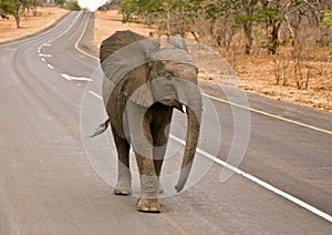 African Elephant stroll on highway
