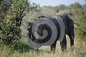 African Elephant strolling away from the trees. photo