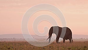 African Elephant Sunrise in Masai Mara, Africa Wildlife Safari Animals in Beautiful Orange Sunset Sk