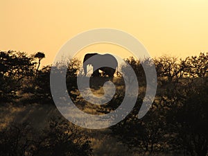 African elephant at sunset