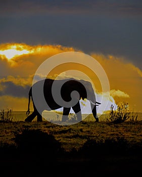 African Elephant at Sunset