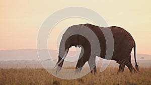 African Elephant Sunset in Maasai Mara, Africa Wildlife Safari Animals in Beautiful Orange Sunrise S