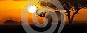 African Elephant Sunset Scene Web Banner
