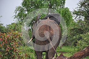 African Elephant tail and rear backside